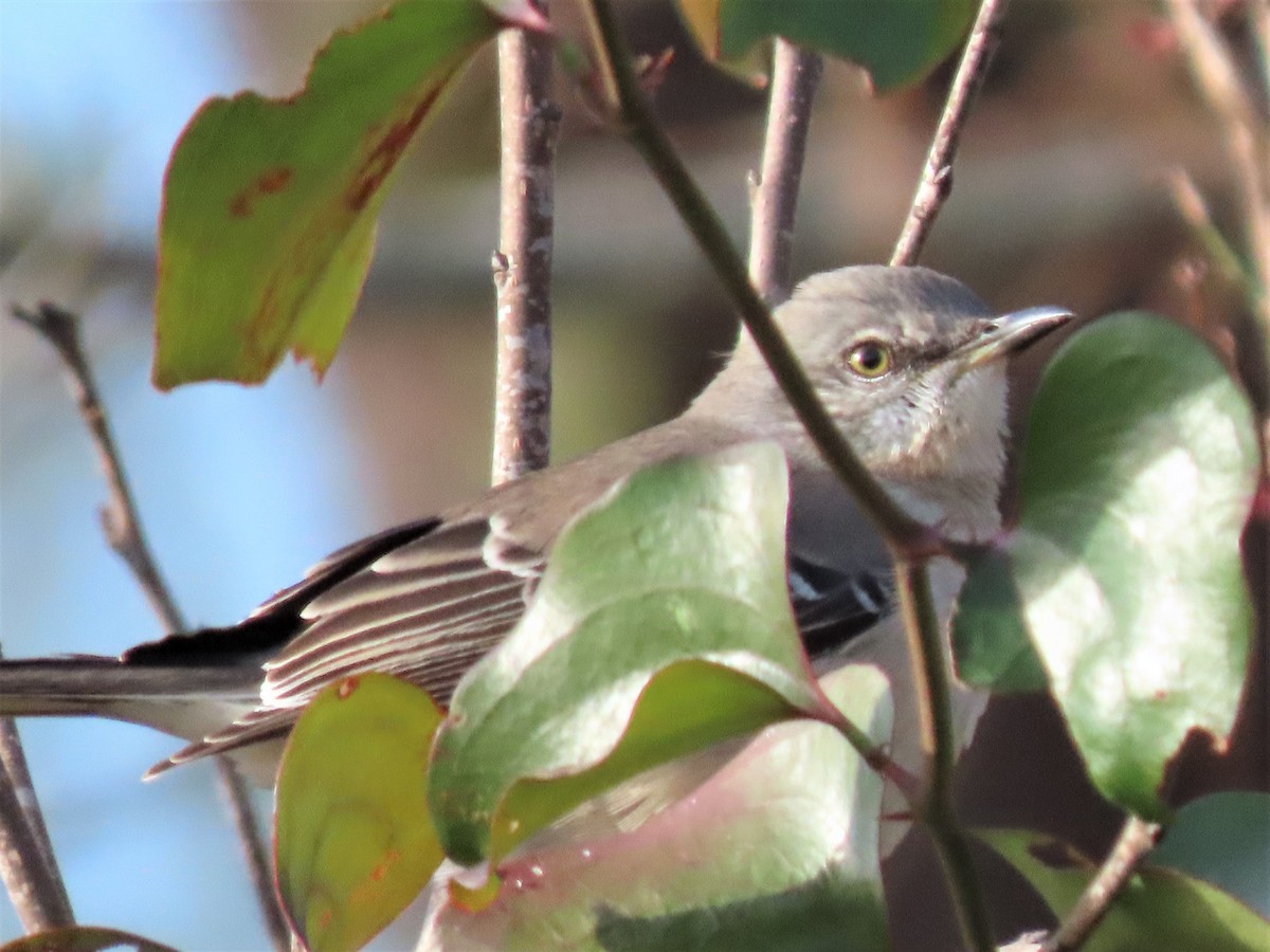 Northern Mockingbird - ML506937441