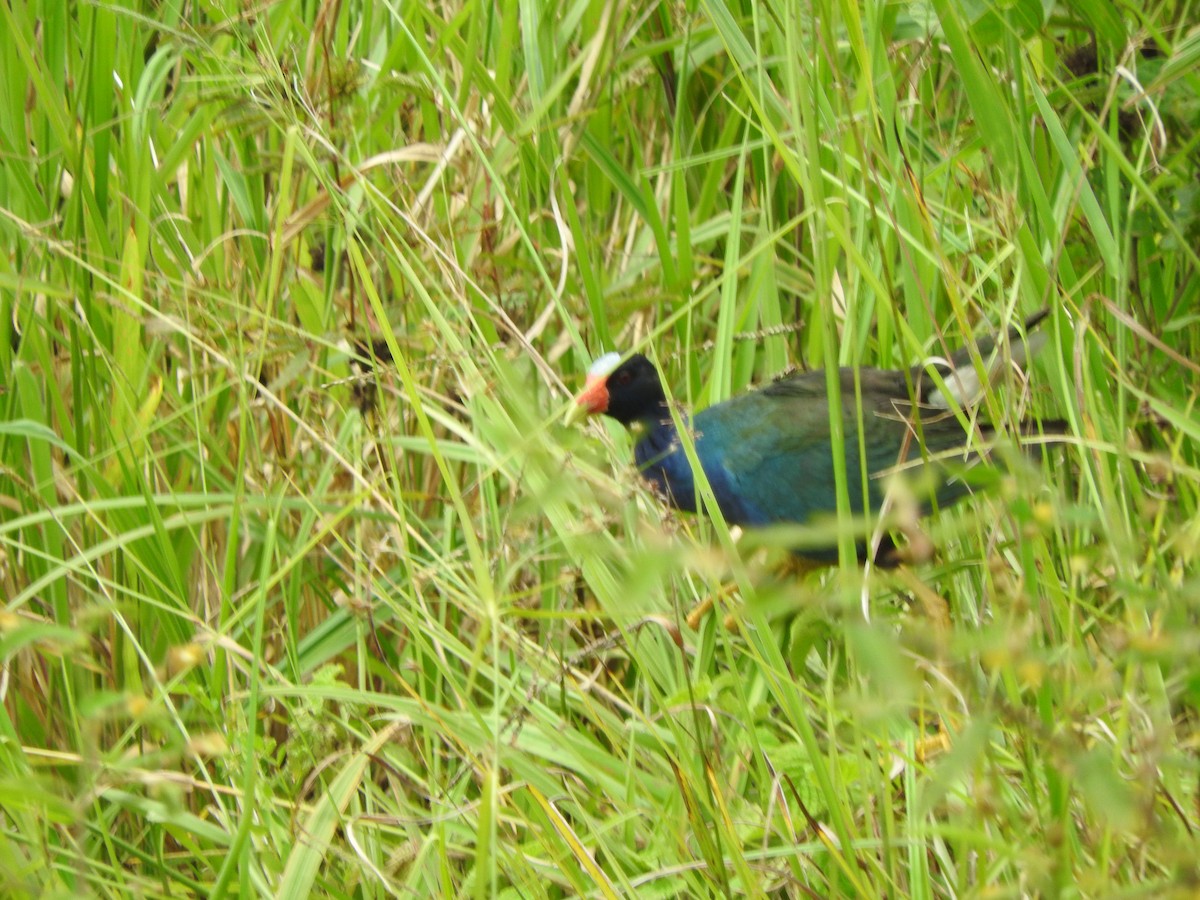 Purple Gallinule - ML506937671