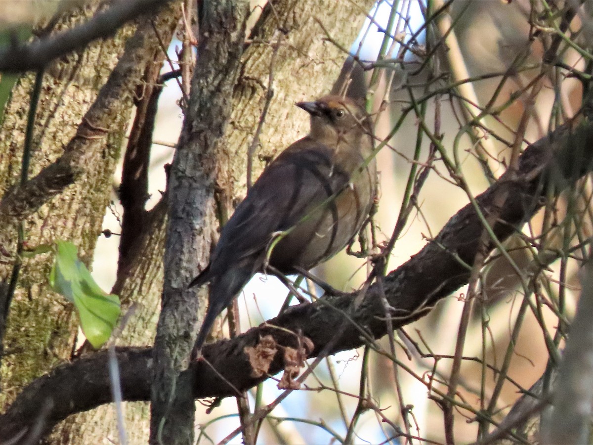 Rusty Blackbird - ML506938001