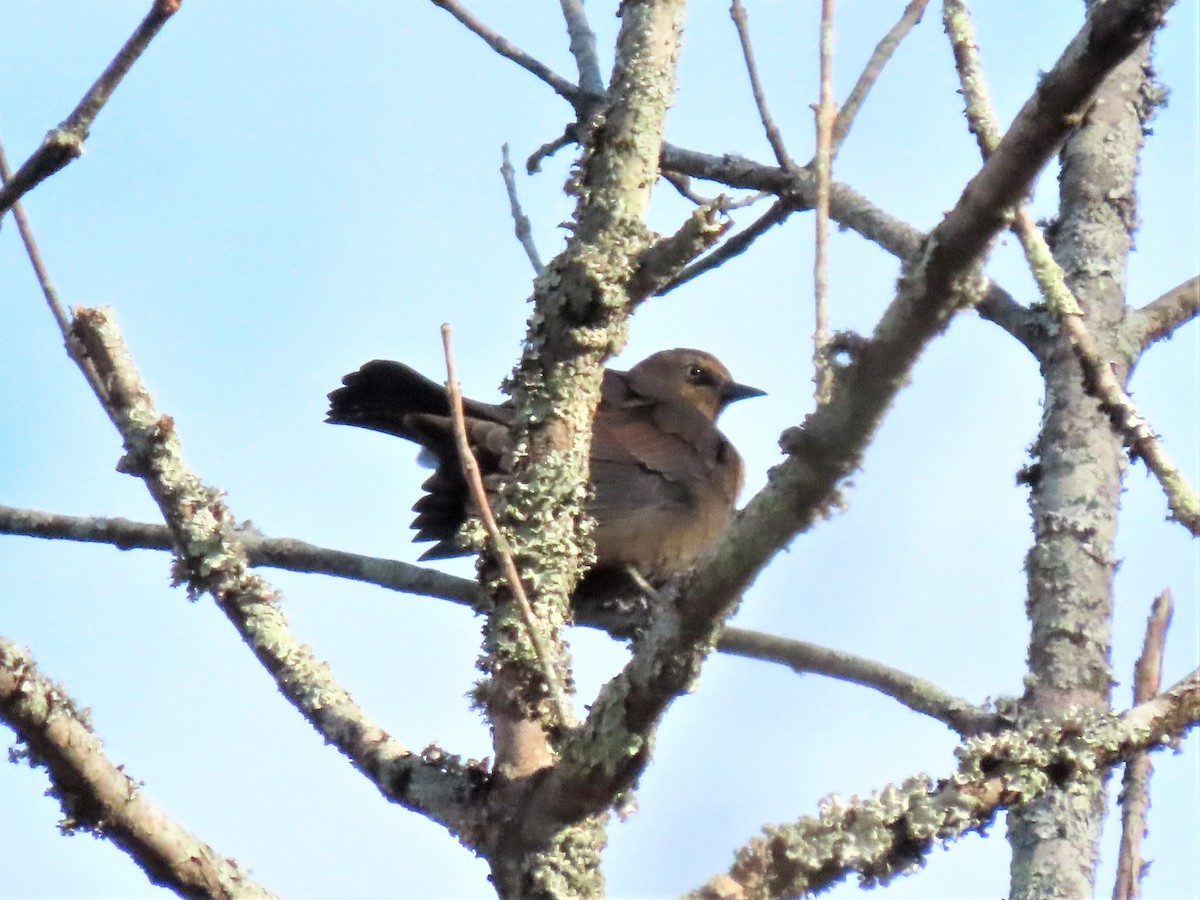 Rusty Blackbird - ML506938091