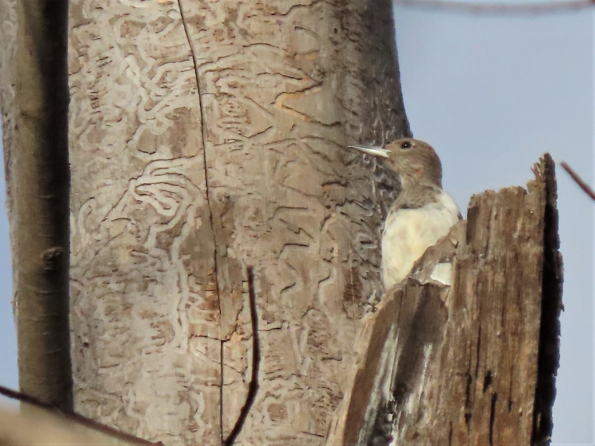 Red-headed Woodpecker - ML506938261
