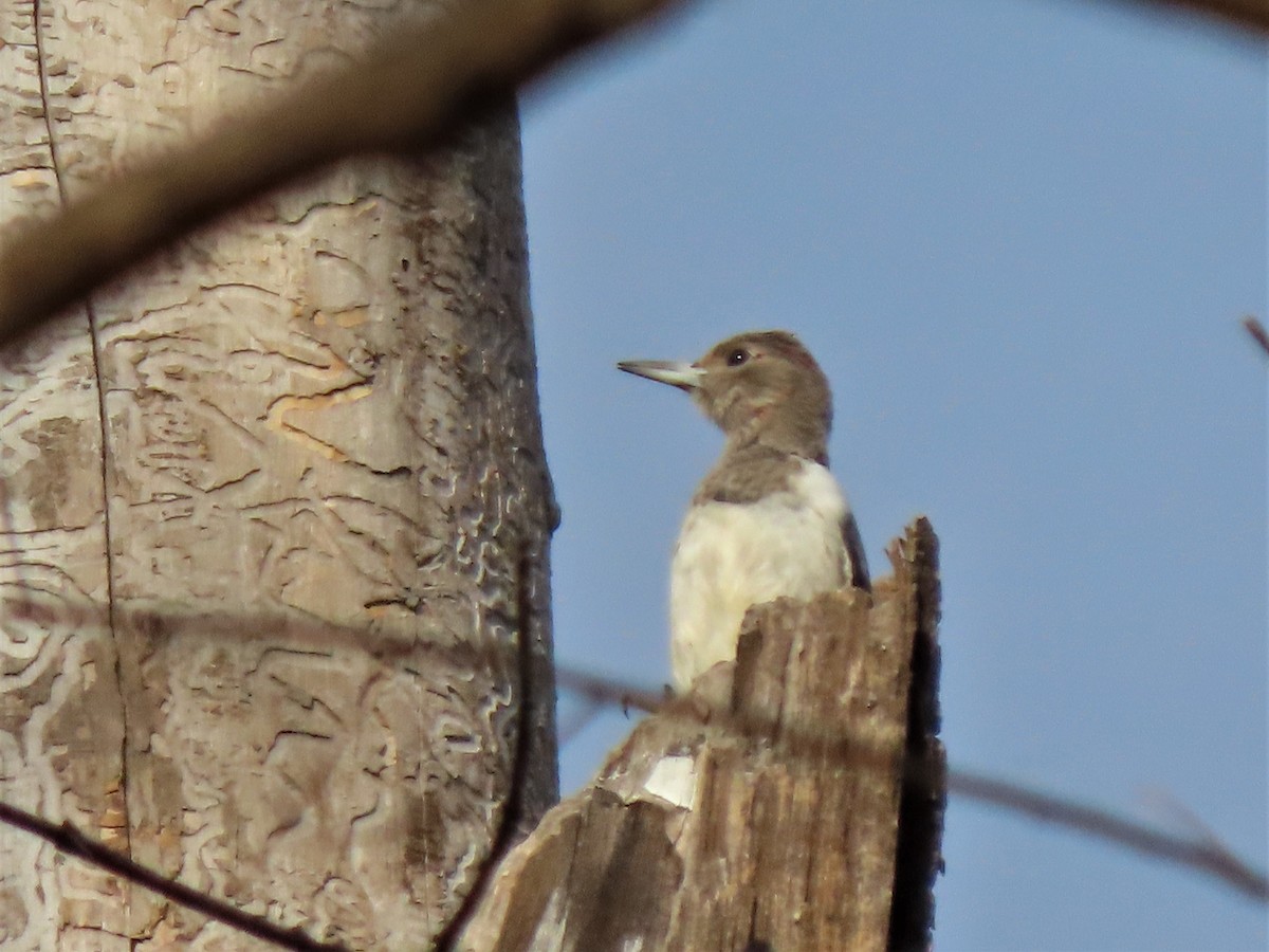Red-headed Woodpecker - ML506938271