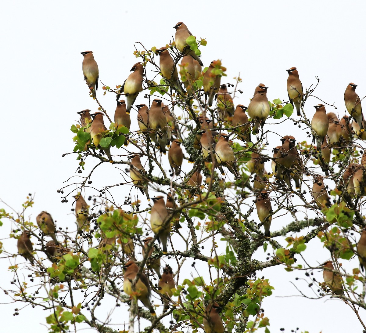Cedar Waxwing - Dennis Cooke