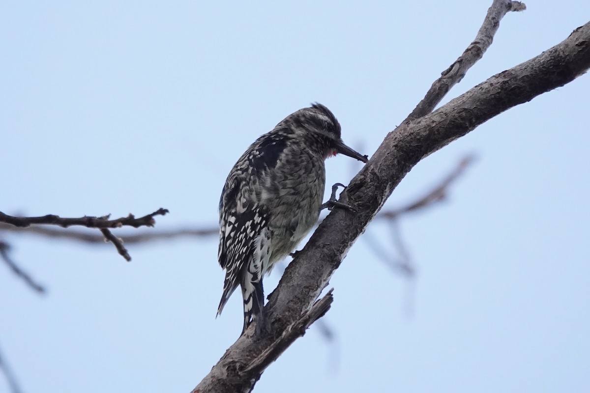 Red-naped Sapsucker - Dondi Black