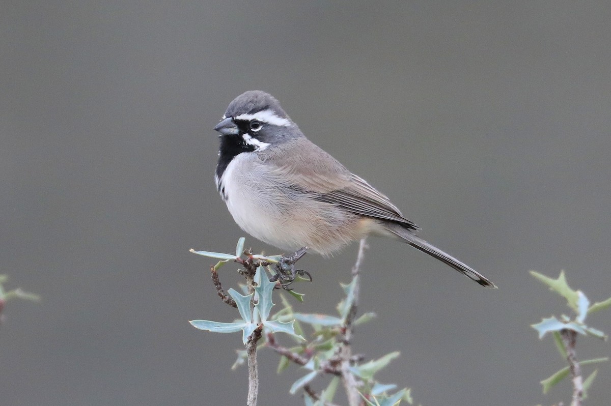 Black-throated Sparrow - James Rieman
