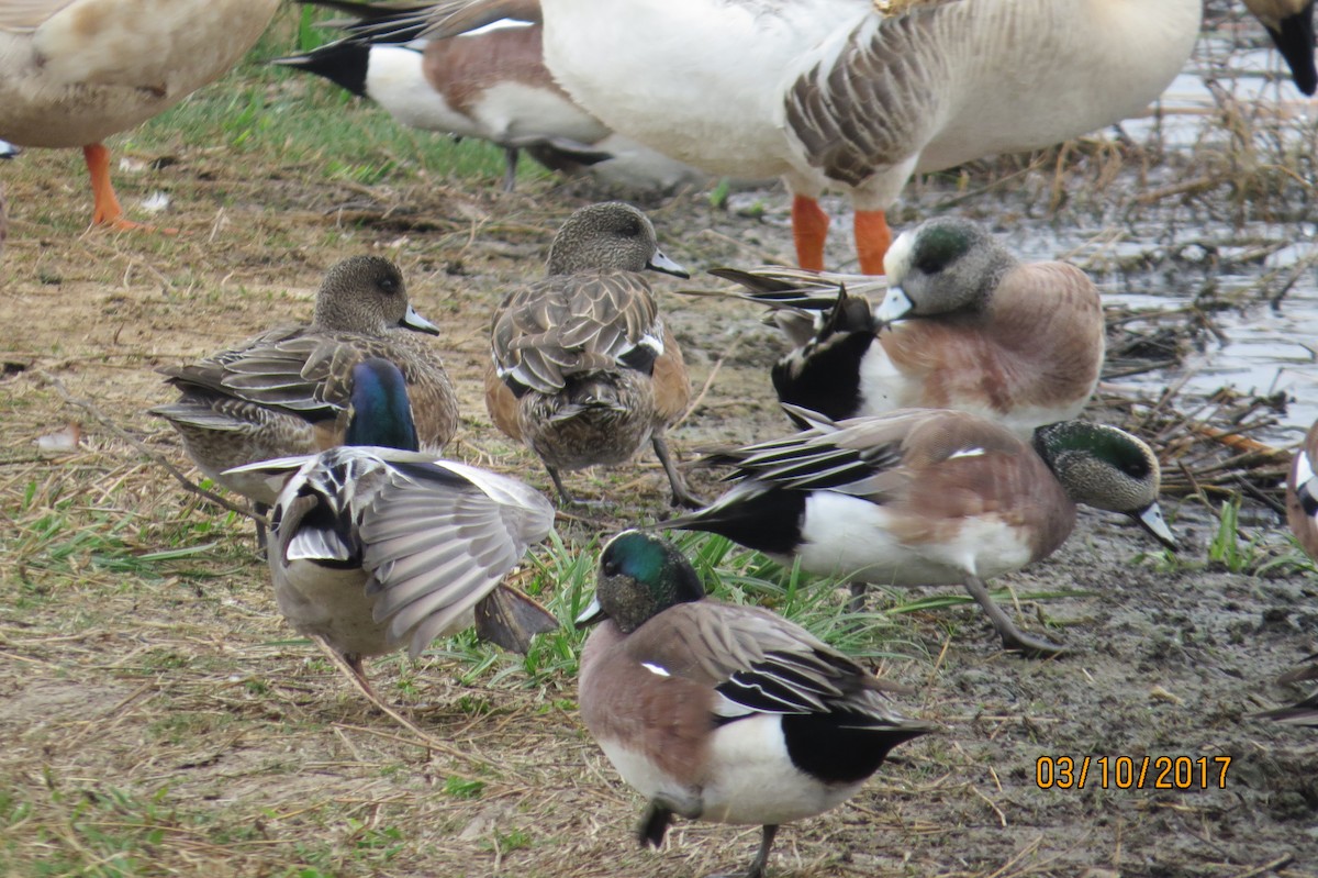 American Wigeon - ML50693961