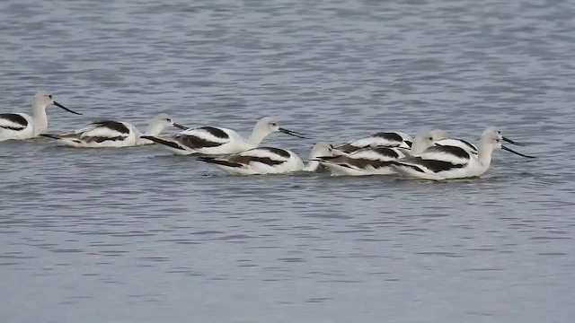 American Avocet - ML506939621