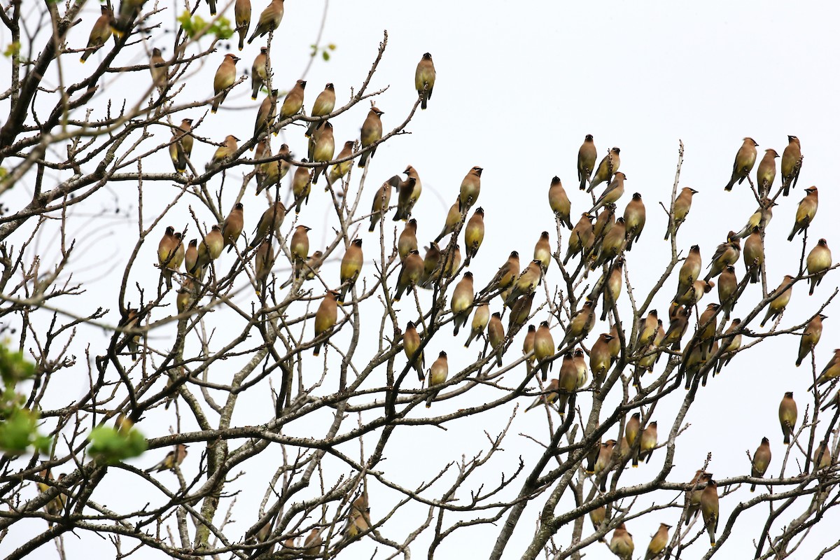 Cedar Waxwing - ML50693981