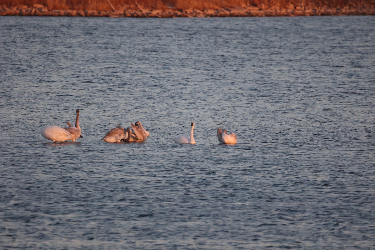 Trumpeter Swan - ML506939981