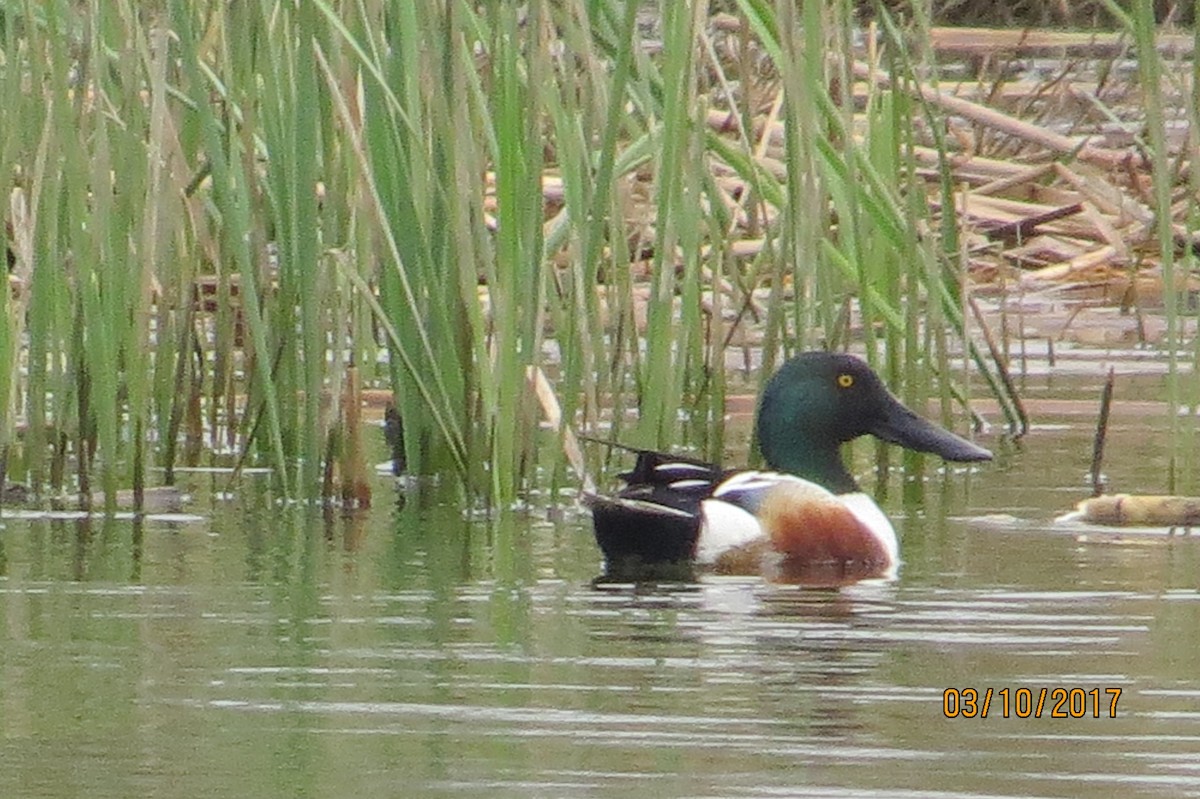 Northern Shoveler - ML50694021