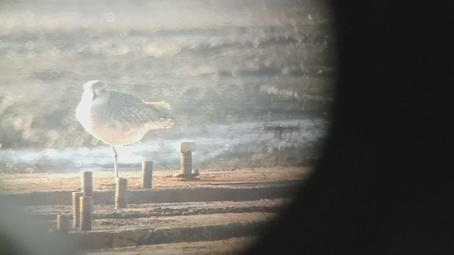 Black-bellied Plover - ML506940451