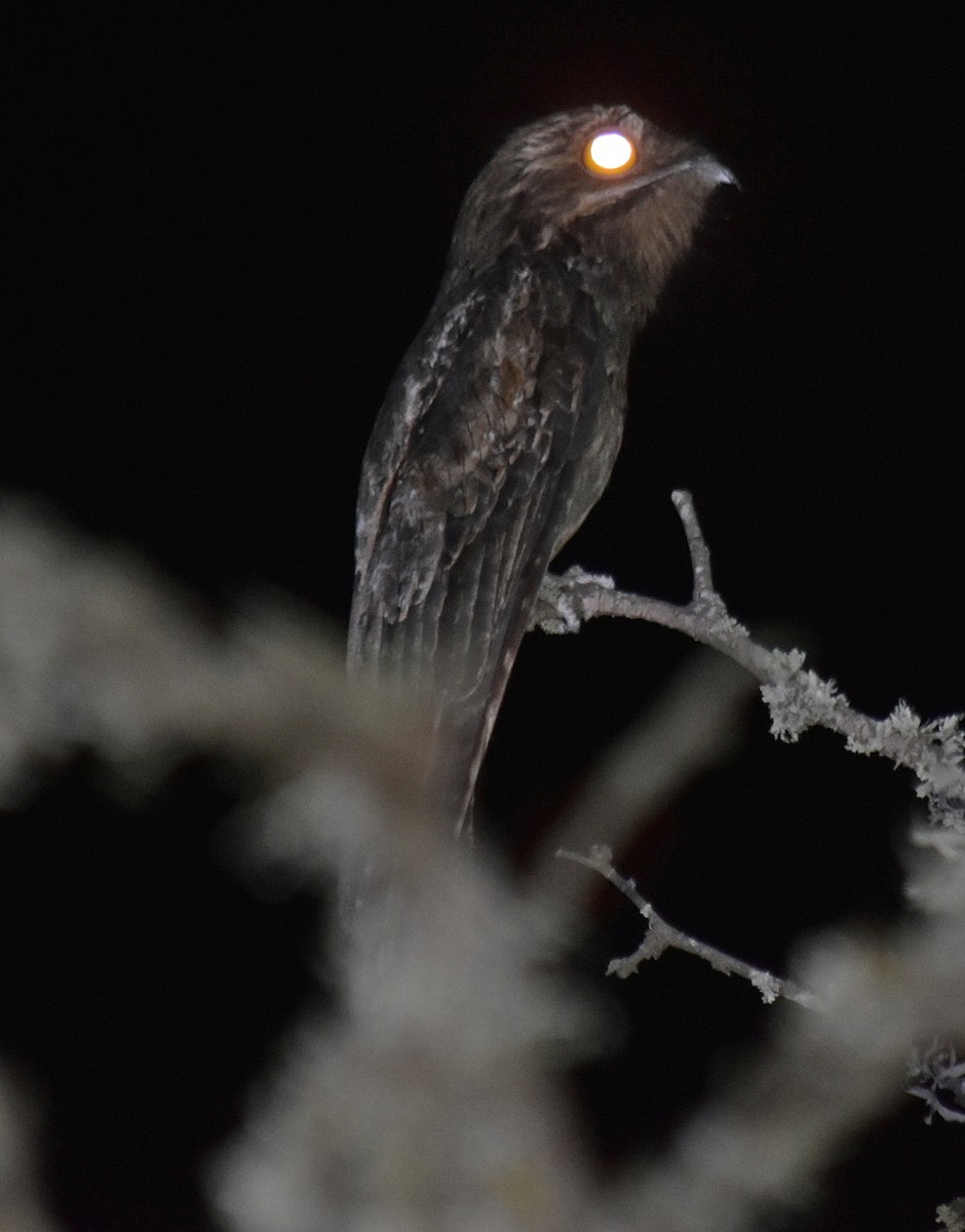 Common Potoo - ML506940901