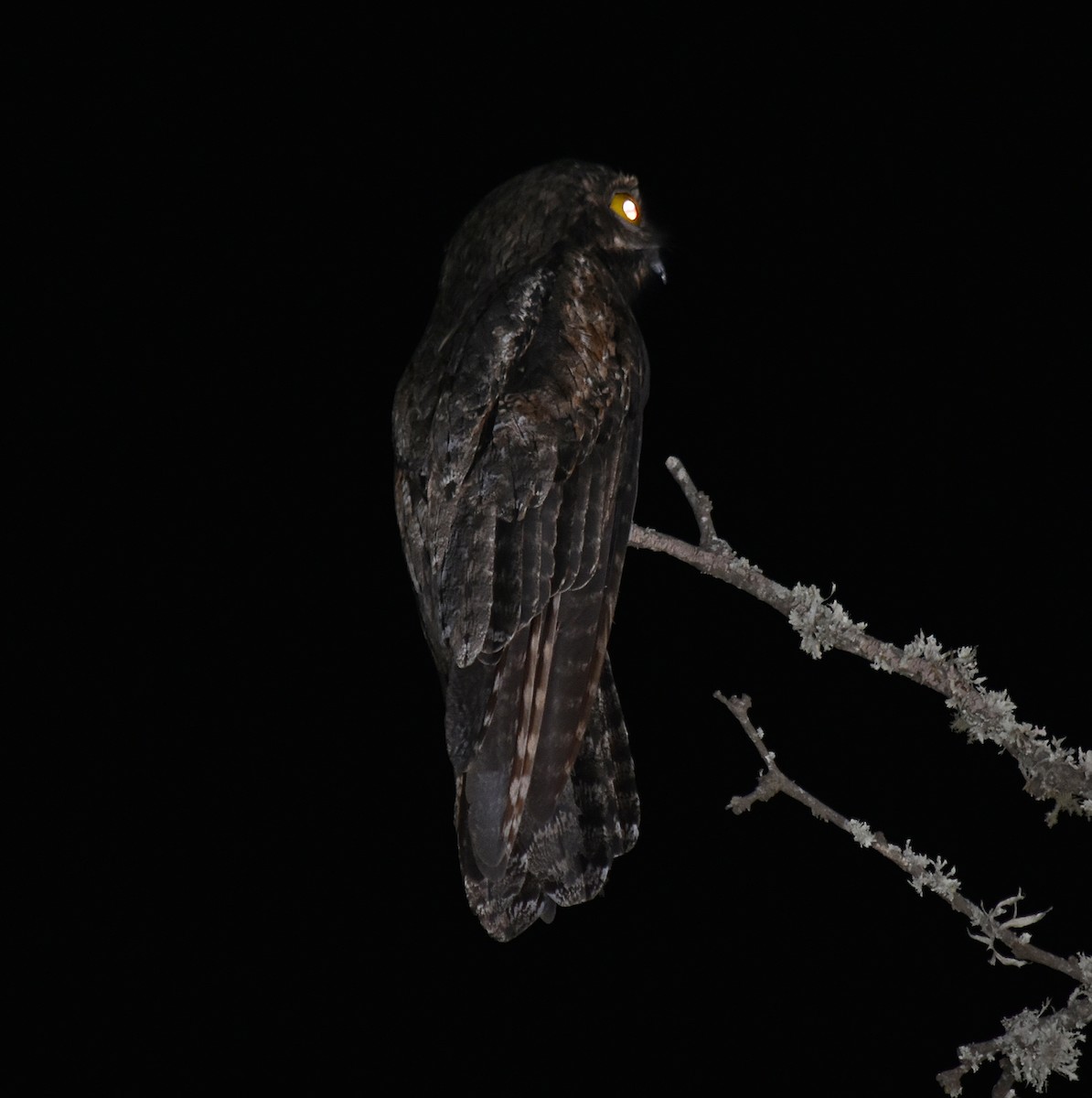 Common Potoo - ML506940911