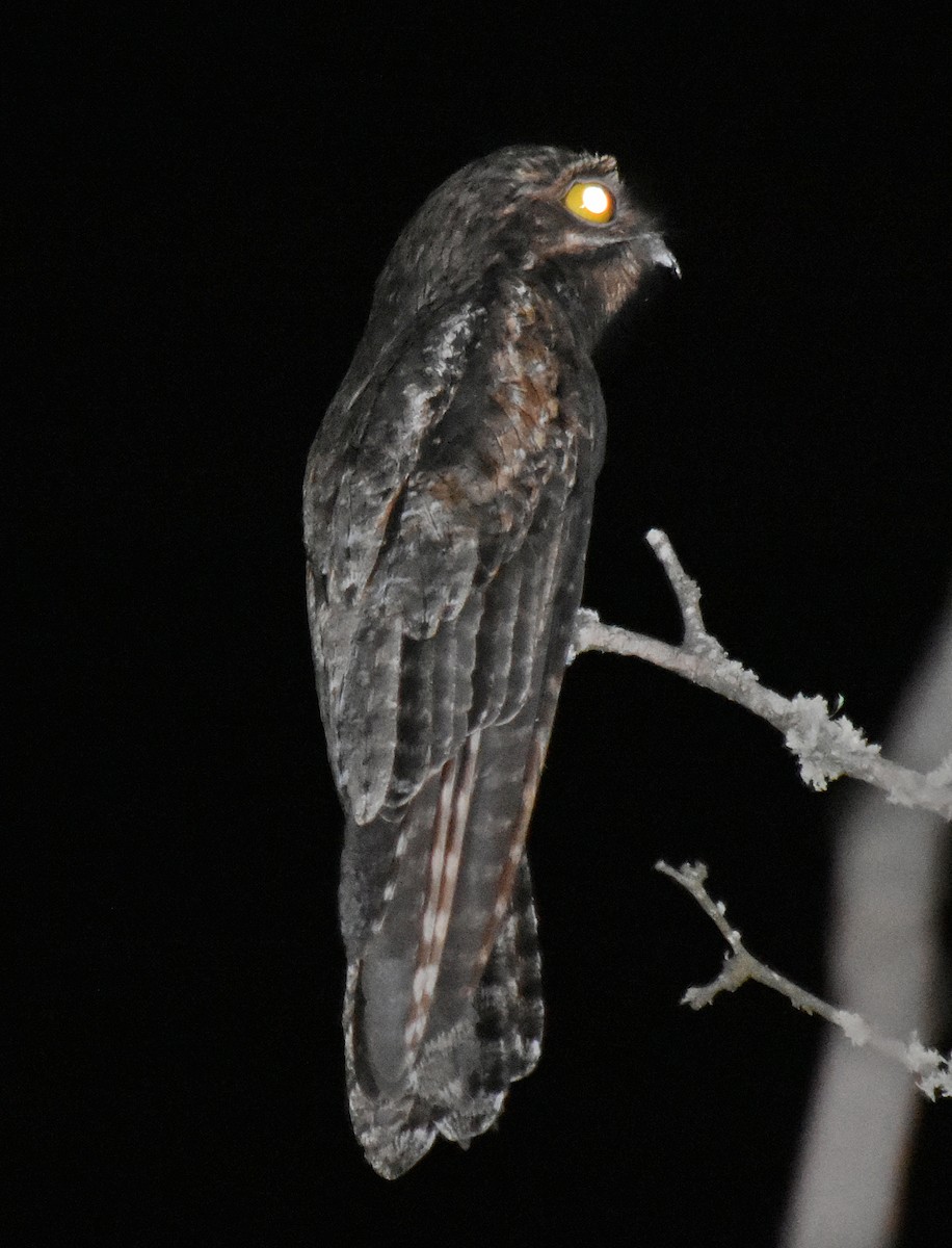 Common Potoo - ML506940921