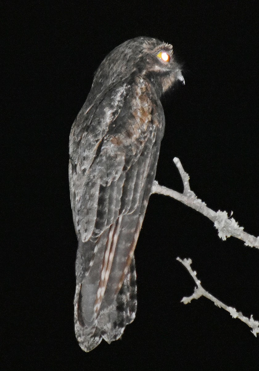 Common Potoo - ML506940931