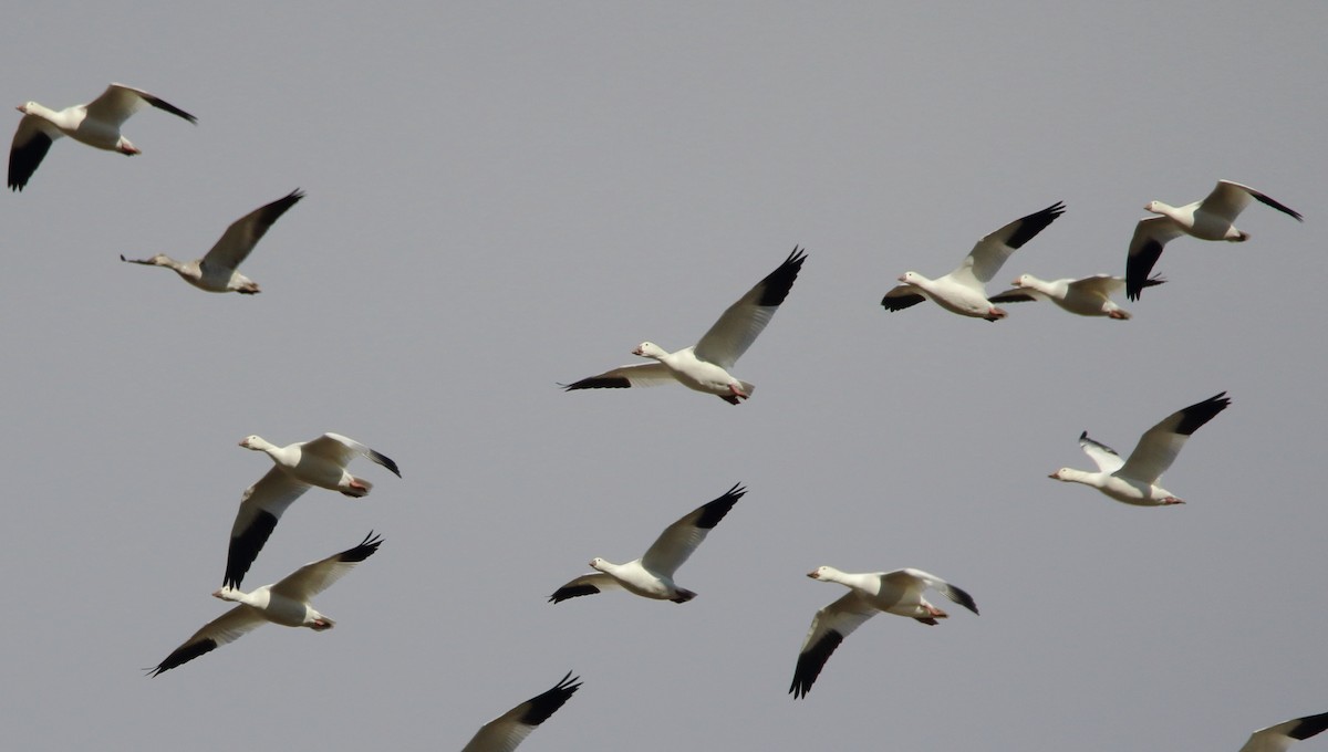 Ross's Goose - ML506941111