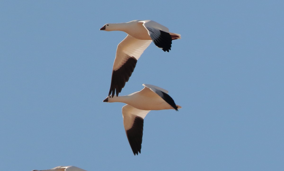 Ross's Goose - ML506941381