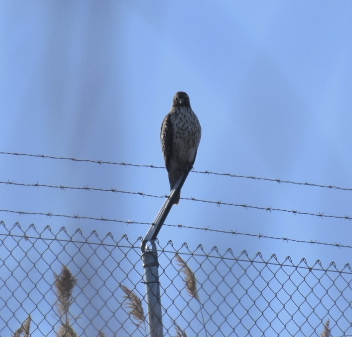 Red-shouldered Hawk - ML506943421