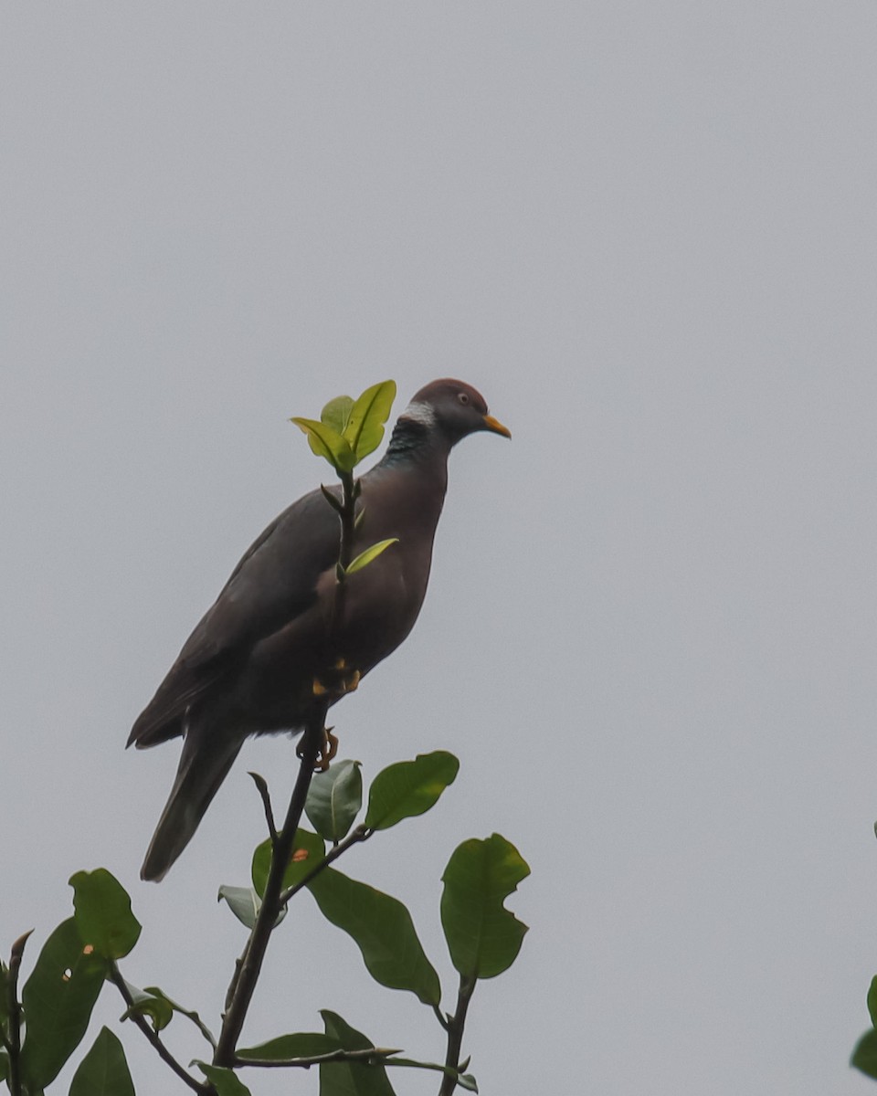 Band-tailed Pigeon - ML506943471