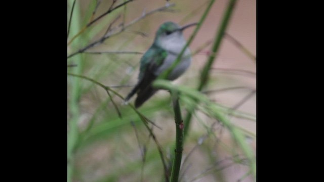 Fork-tailed Woodnymph - ML506944261