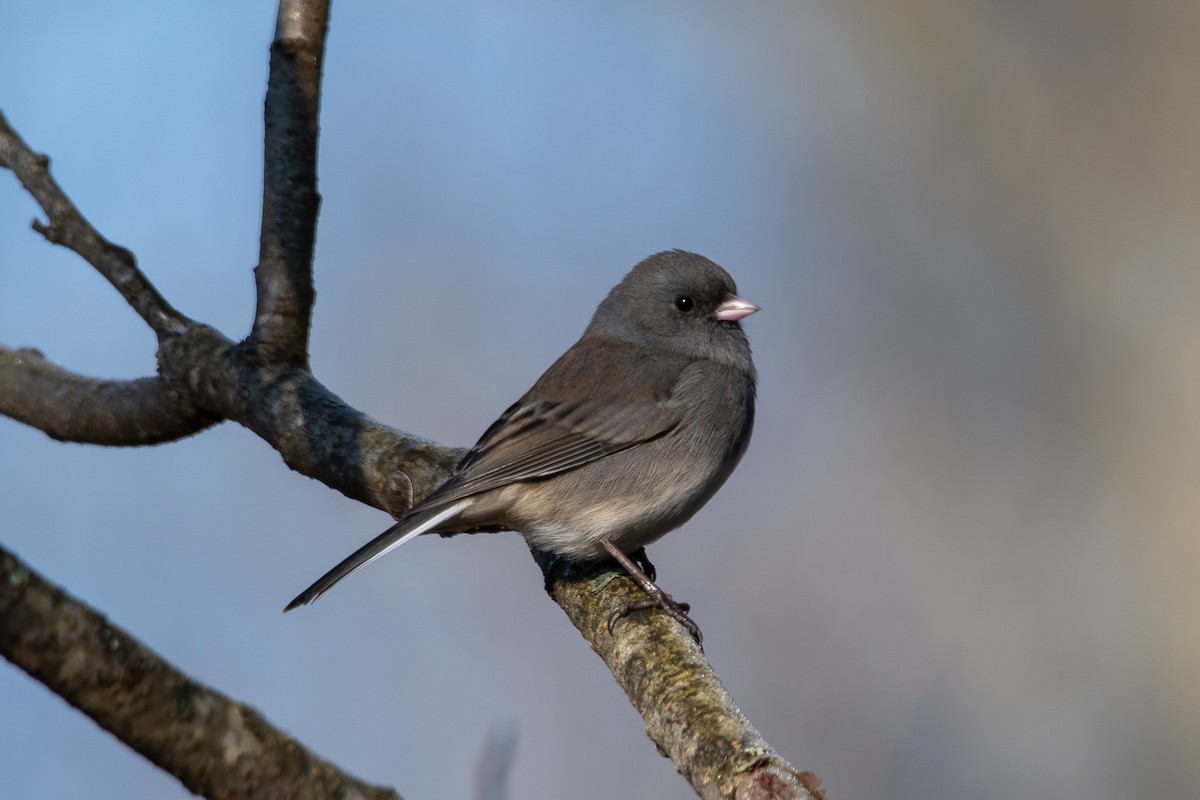 Dark-eyed Junco - ML506945451