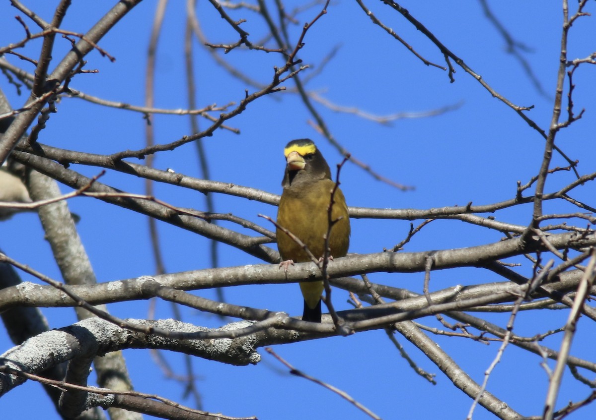 Evening Grosbeak - ML506946451