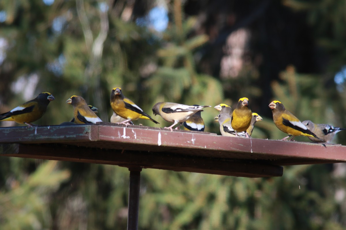 Evening Grosbeak - ML506946461