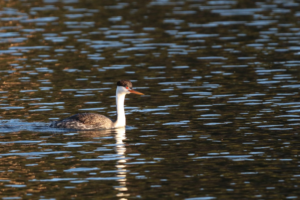 Clark's Grebe - ML506946881