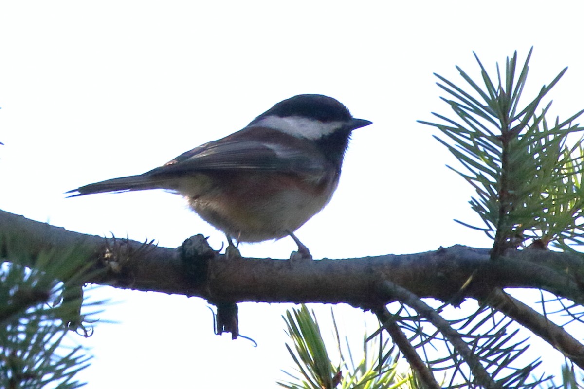 Chestnut-backed Chickadee - ML506947661