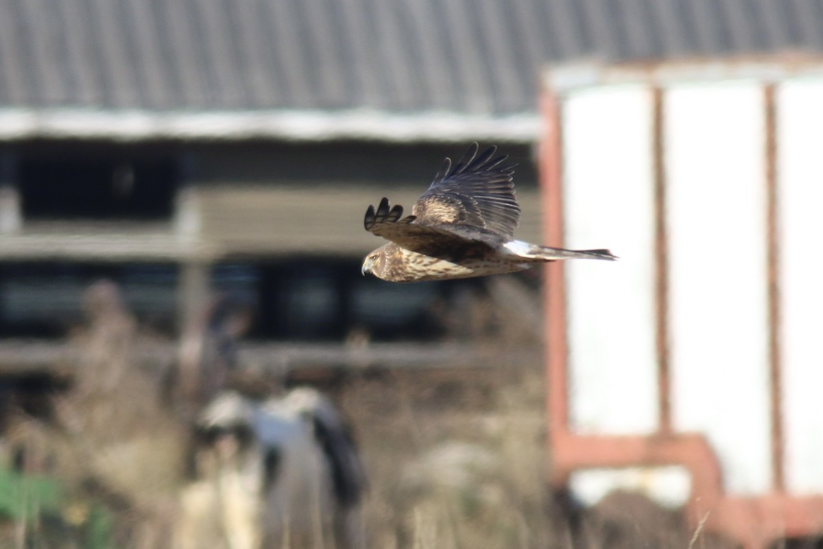 Northern Harrier - ML506947691