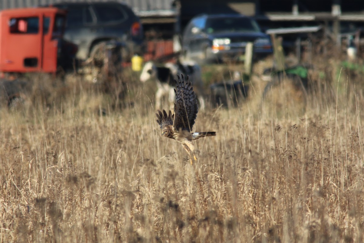 Northern Harrier - ML506947721