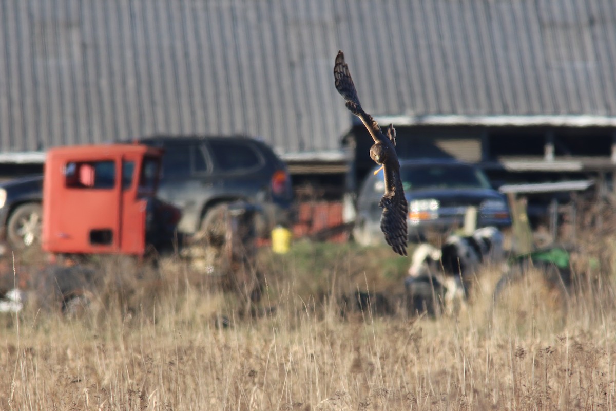 Northern Harrier - ML506947731