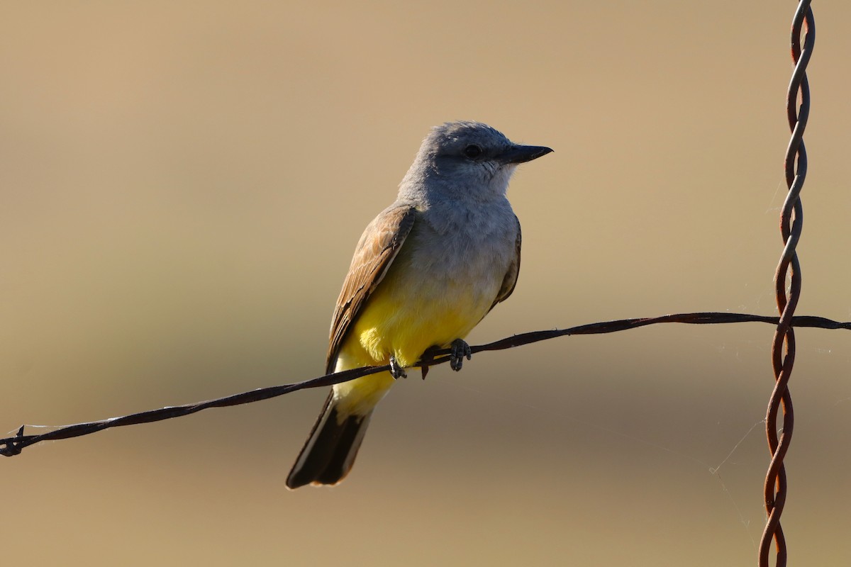 Western Kingbird - ML506948531