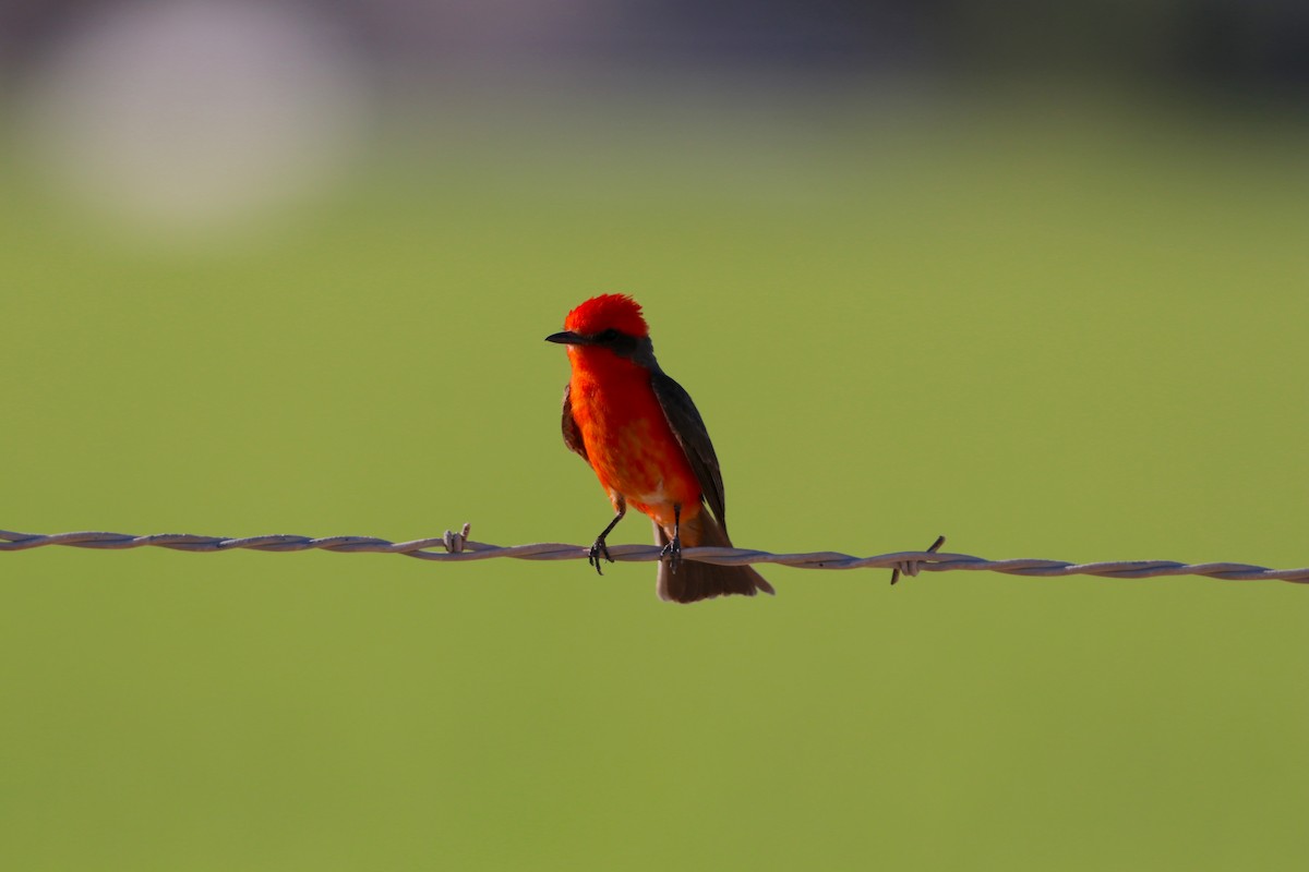 Vermilion Flycatcher - Nick Schleissmann