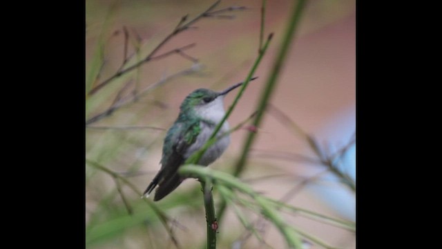 kolibřík nymfový - ML506949981