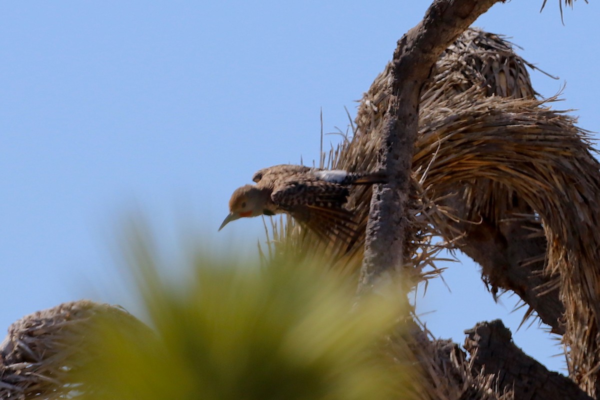 Gilded Flicker - ML506950351