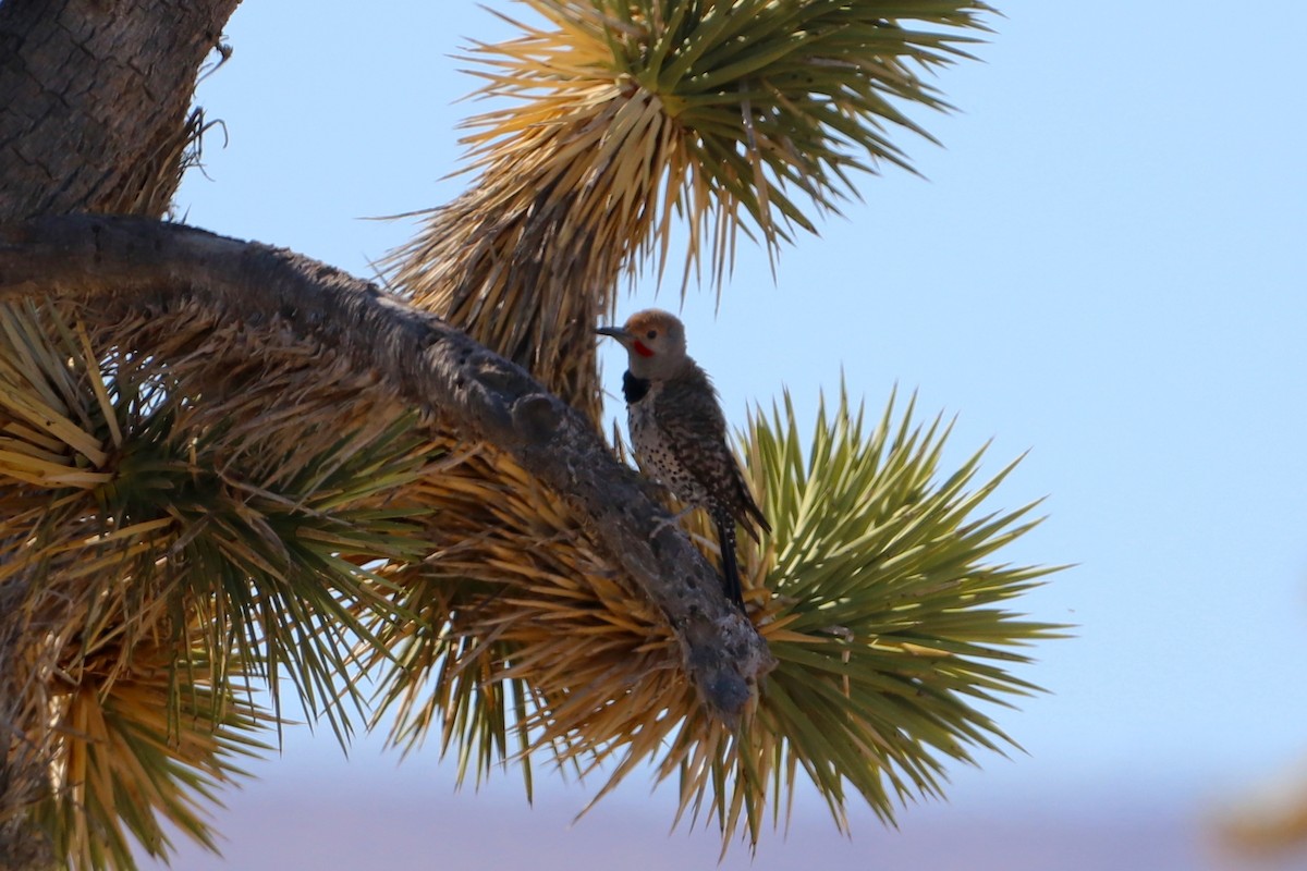 Gilded Flicker - ML506950361