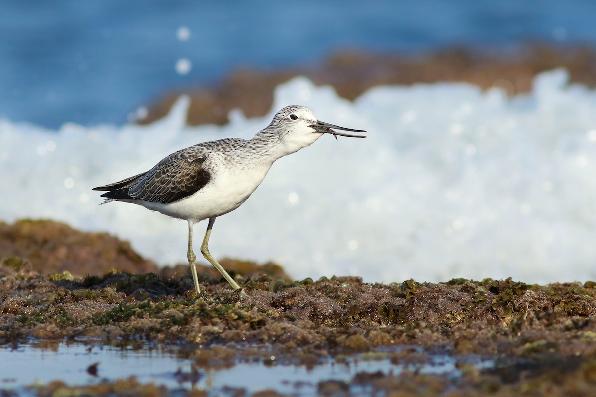 Common Greenshank - ML506952951