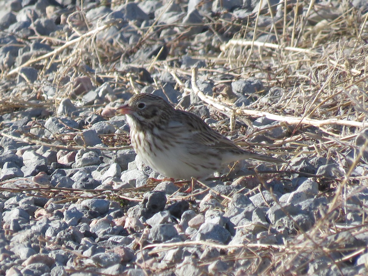 Vesper Sparrow - ML506953611