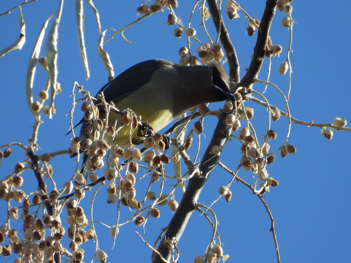 Cedar Waxwing - ML506954401