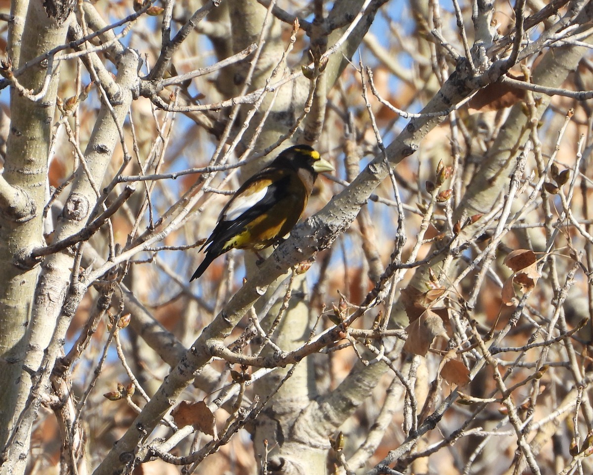 Evening Grosbeak - ML506954421