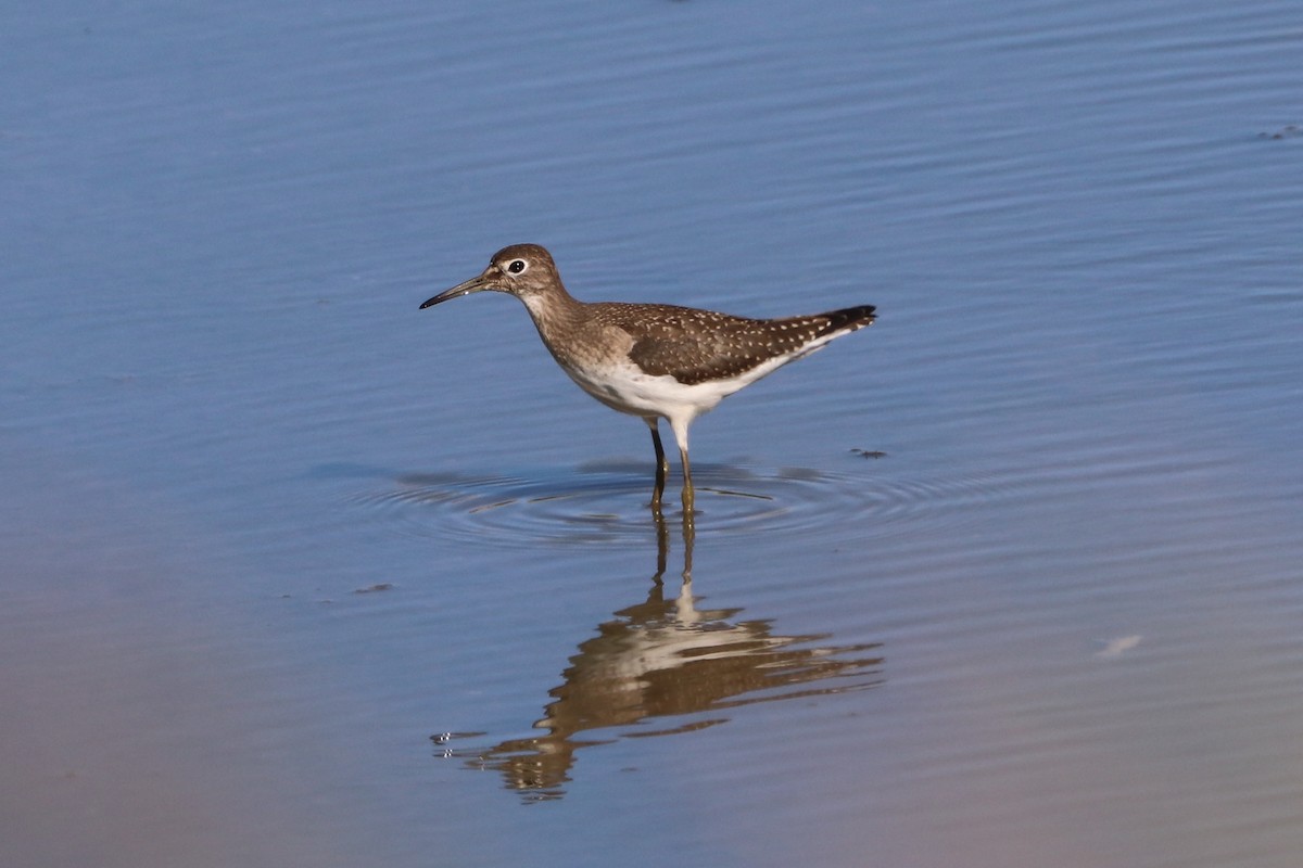 Solitary Sandpiper - ML506954601