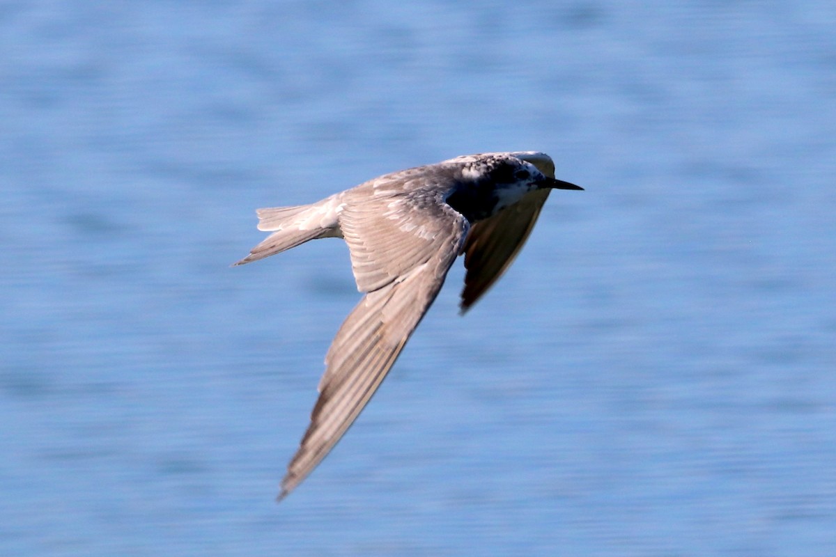 Black Tern - ML506954631