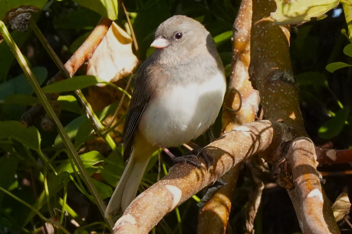 Юнко сірий (підвид hyemalis/carolinensis) - ML506955281