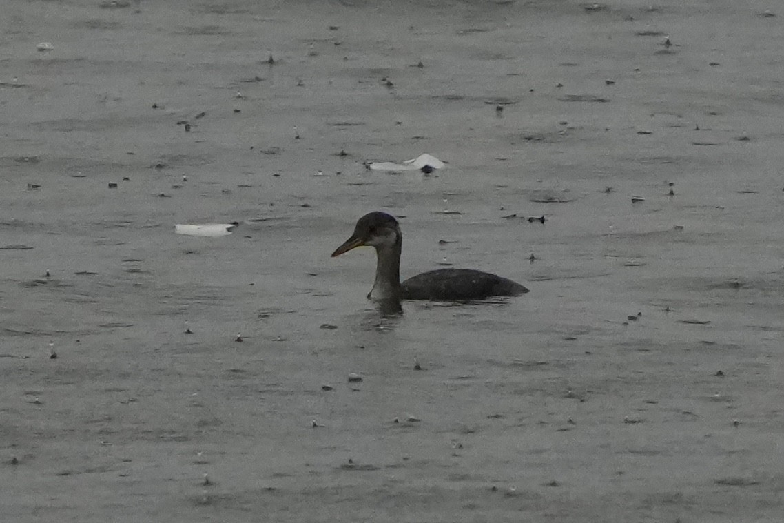 Red-necked Grebe - Richard H