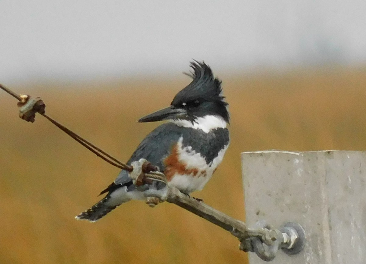 Belted Kingfisher - ML506956301