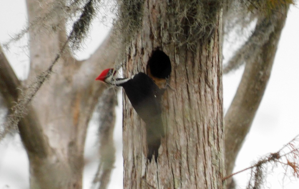 Pileated Woodpecker - Kathy Rhodes