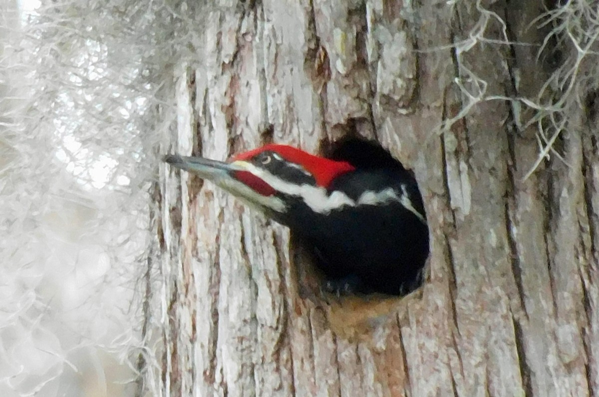 Pileated Woodpecker - Kathy Rhodes