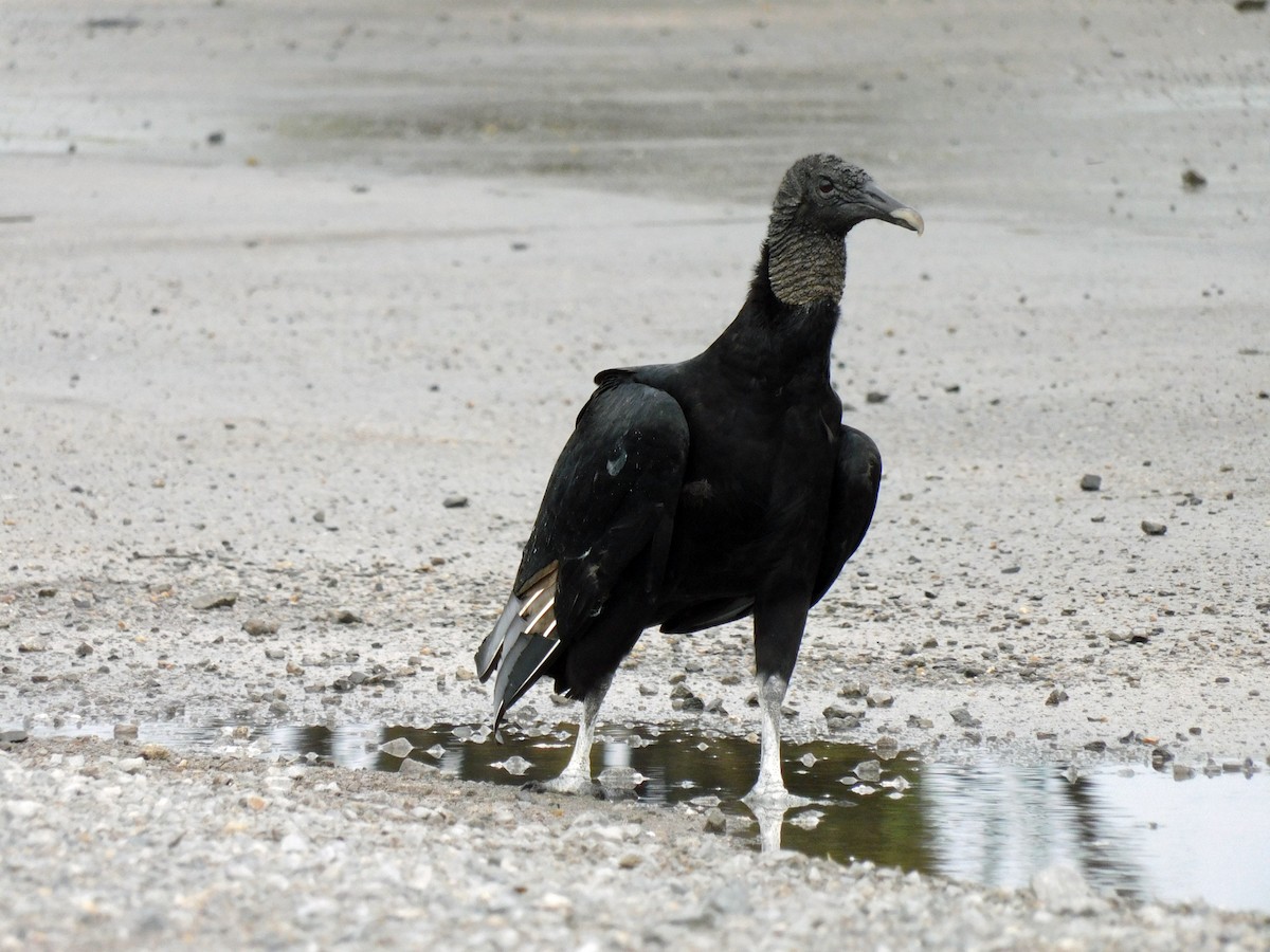 Black Vulture - ML506956501