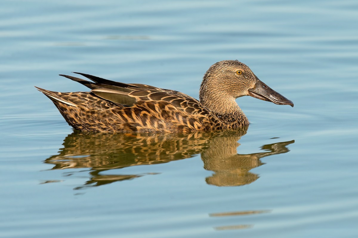 Australasian Shoveler - David Irving